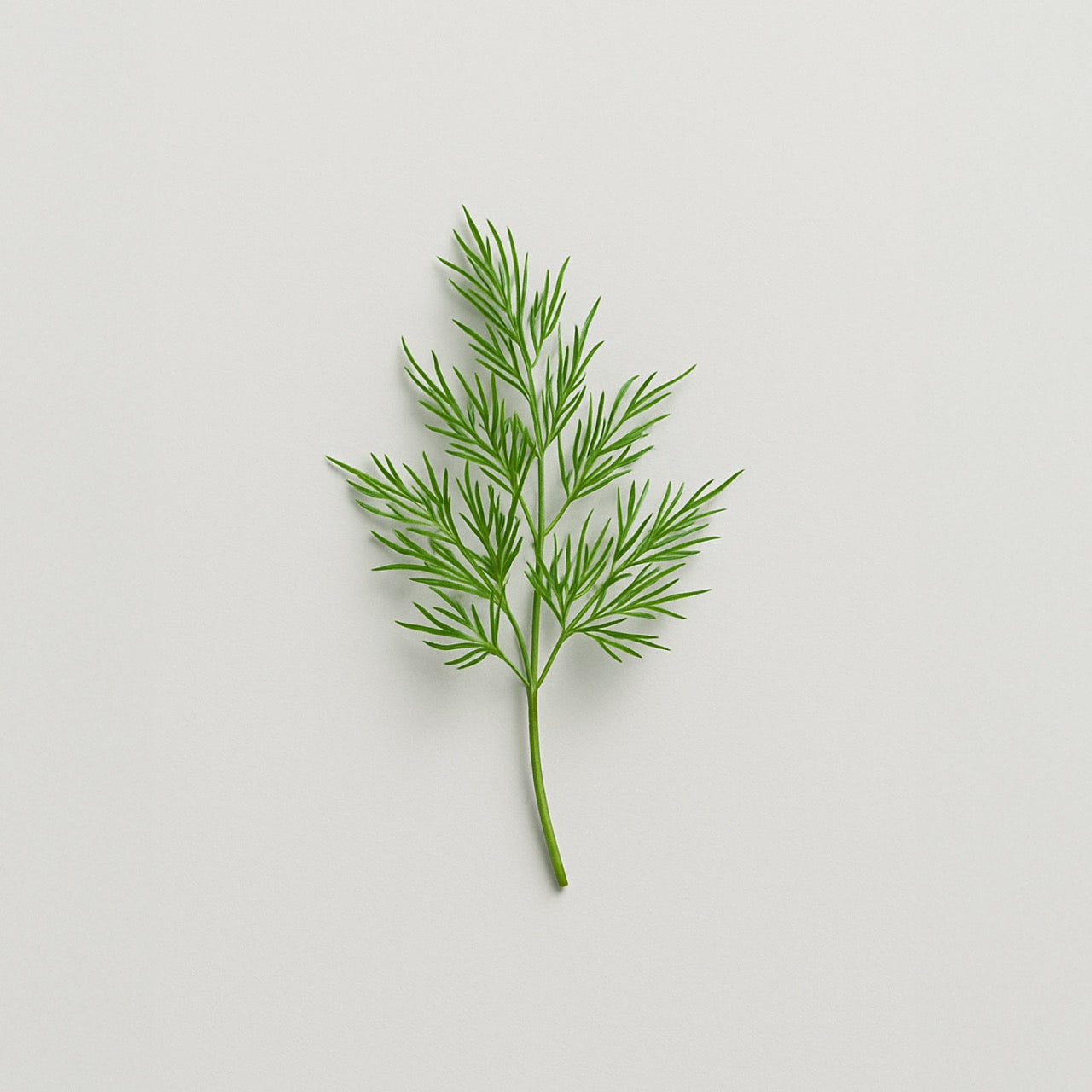 Nuzest ingredients - Dill