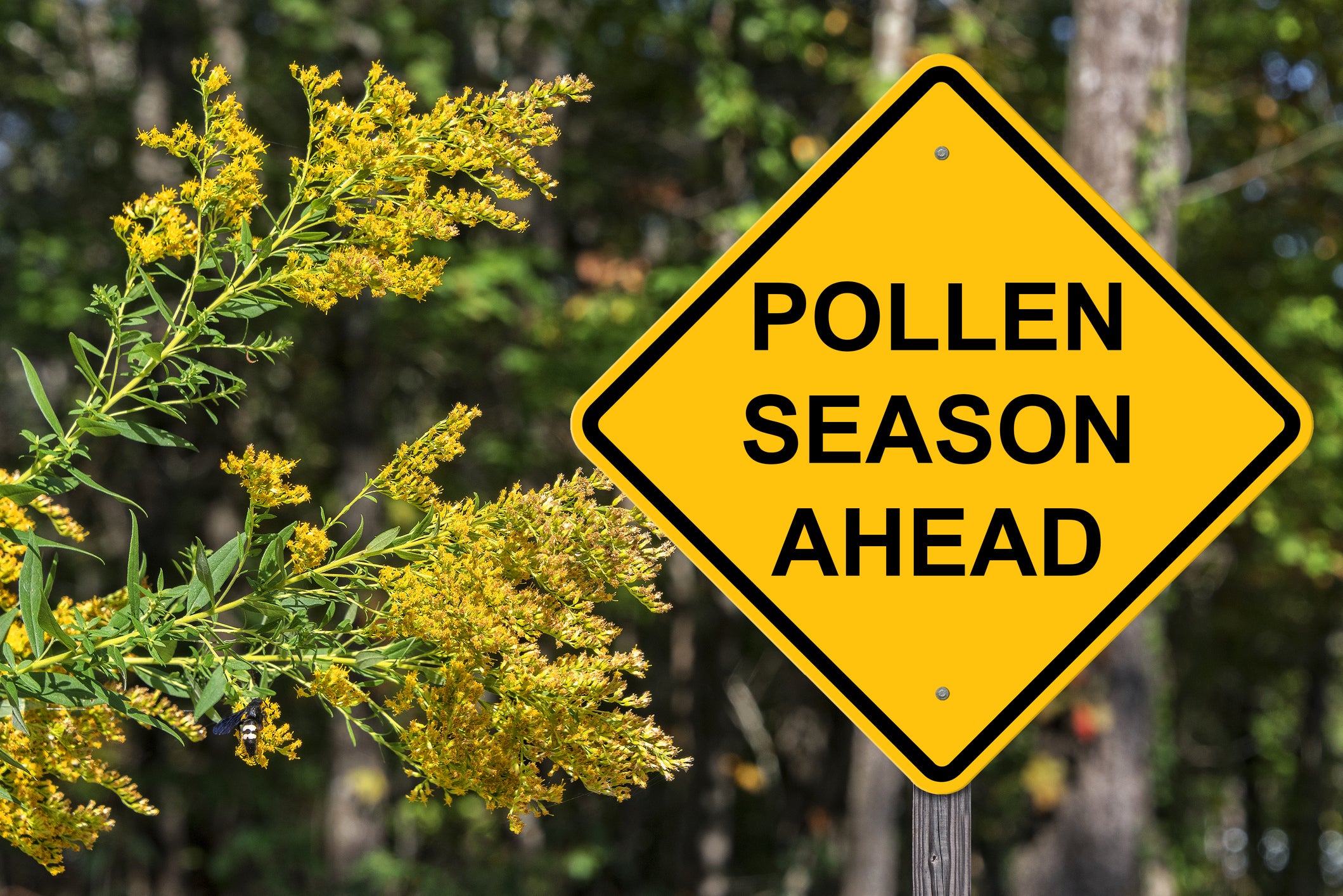 The Link Between Gut Health & Allergies - Plus 5 Top Tips to Help