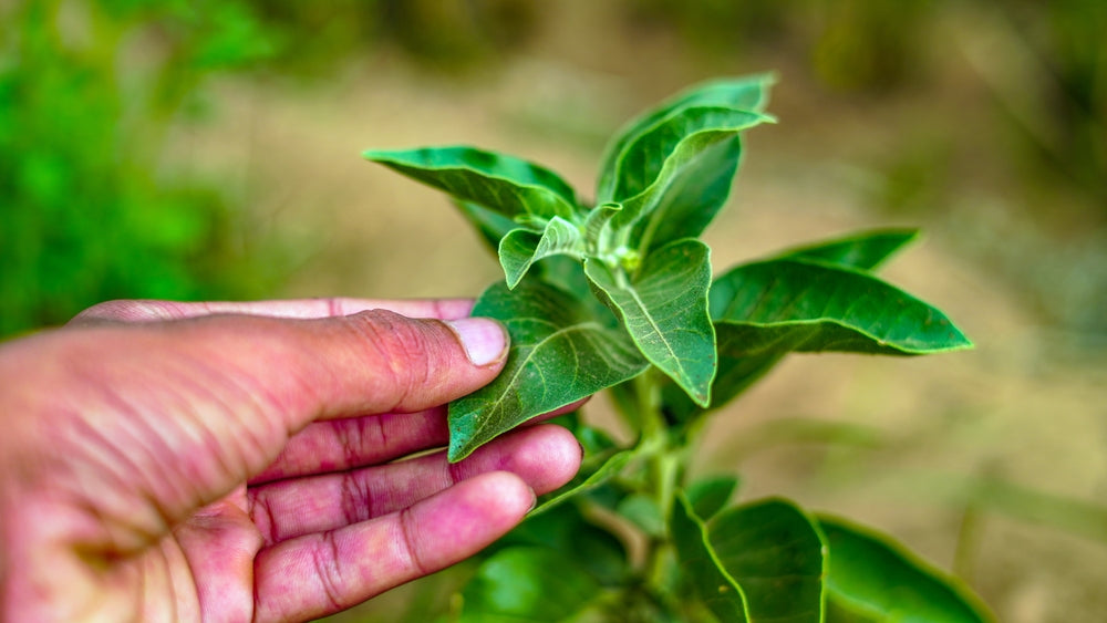 Adaptogens Unveiled: The Ancient Secret to Modern Stress Relief