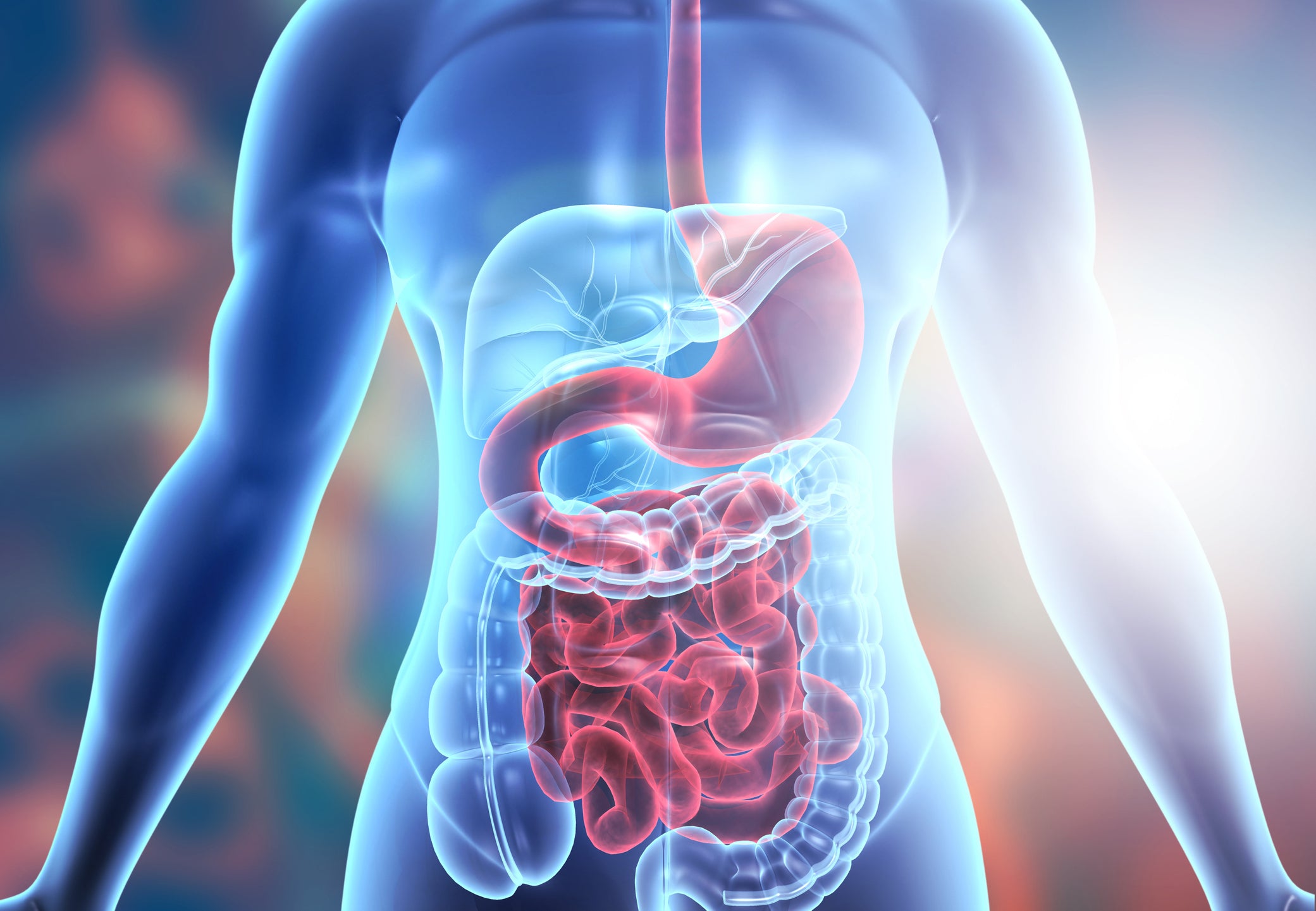 The Gut Connection: How to Improve Your Digestion and Gut Health in 6 Steps