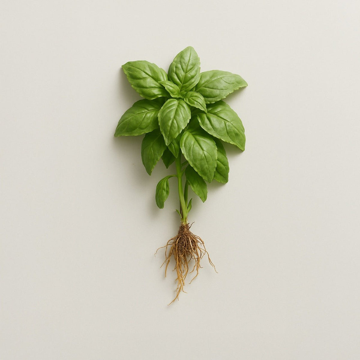 Basil - Nuzest UK