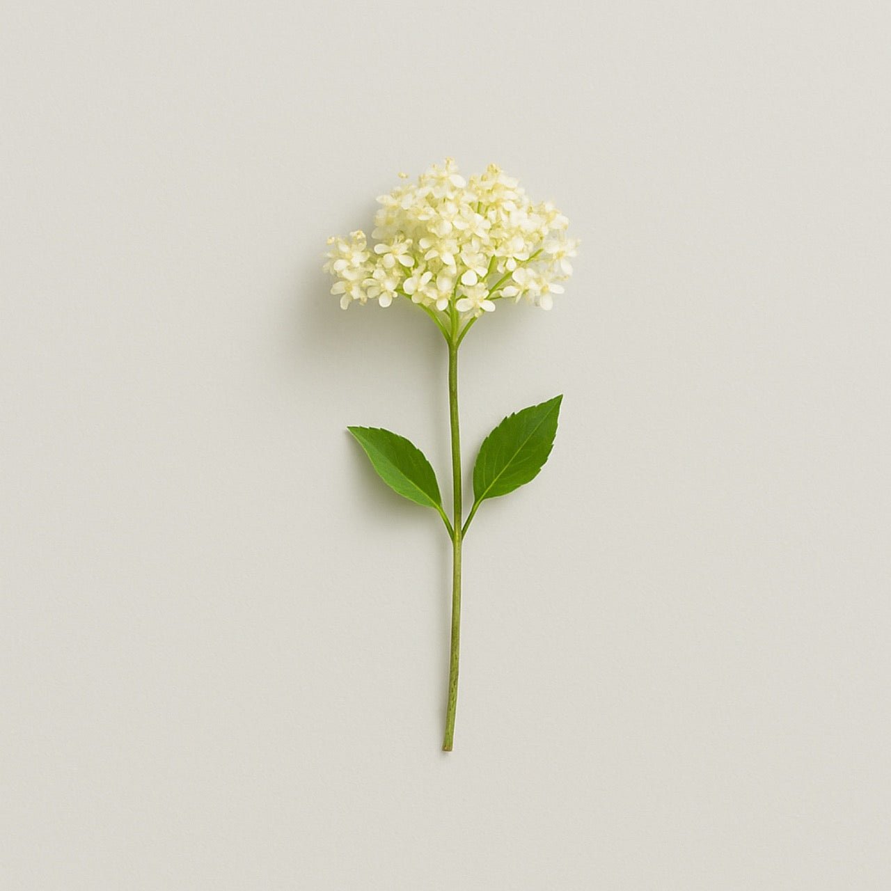 Elderflower - Nuzest UK