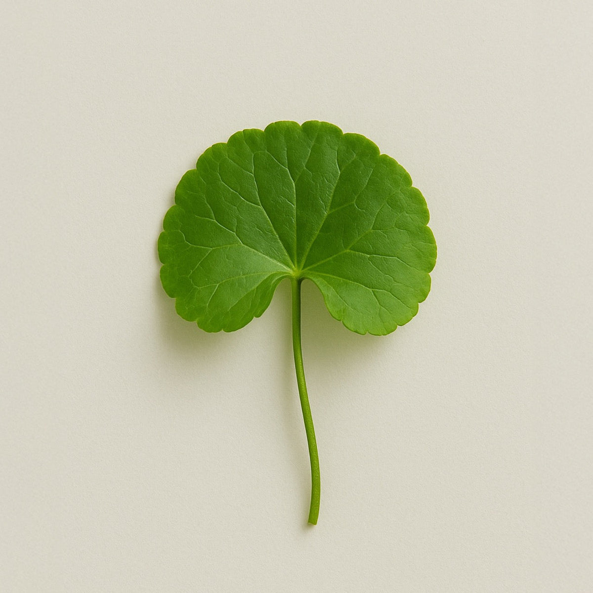 Gotu Kola - Nuzest UK