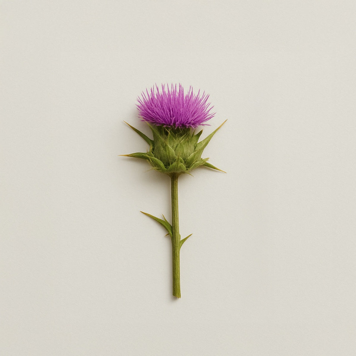Milk Thistle - Nuzest UK